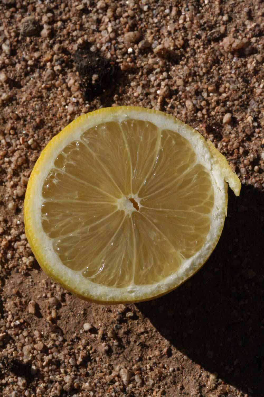              Fruit cross-section (Riverside, CA)       